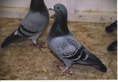 pigeon voyageur